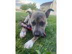 Adopt Rocko a Brindle - with White American Pit Bull Terrier / Mixed dog in