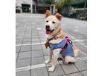 Adopt Jinju a White - with Tan, Yellow or Fawn Jindo / Shiba Inu / Mixed dog in