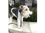 Adopt Kindell a Tan/Yellow/Fawn - with Black Fox Terrier (Wirehaired) / Mixed