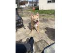 Adopt Luna a Tan/Yellow/Fawn American Pit Bull Terrier / Mixed dog in