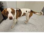 Adopt Cosmo a White - with Brown or Chocolate Foxhound / Mixed Breed (Medium) /