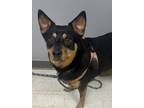 Adopt Hatti a Black Australian Cattle Dog / Mixed dog in Gulfport, MS (32158435)