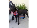 Adopt Andy a Black Labrador Retriever / American Pit Bull Terrier / Mixed (short