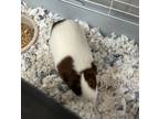 Adopt Mocha a Brown or Chocolate Guinea Pig / Mixed small animal in Spartanburg