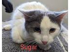 Adopt Sugar a White Domestic Mediumhair / Mixed Breed (Medium) / Mixed (short