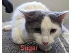 Adopt Sugar a White Domestic Mediumhair / Domestic Shorthair / Mixed cat in