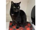 Adopt Skylie a All Black Domestic Shorthair / Domestic Shorthair / Mixed cat in