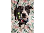Adopt Alaska a Black American Pit Bull Terrier / Mixed dog in Lafayette