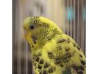 Adopt 55780330 a Yellow Other/Unknown / Other/Unknown / Mixed bird in