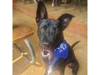 Adopt Kaleb a Black Shepherd (Unknown Type) dog in Weatherford, TX (41316028)