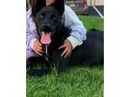 Adopt Moon a Black German Shepherd Dog / Mixed dog in Lake Forest, CA (41316026)