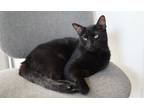 Adopt Brando a All Black Bombay (short coat) cat in Palm Beach Gardens