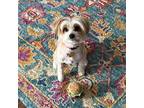 Adopt Benji a Tan/Yellow/Fawn Terrier (Unknown Type, Small) / Mixed dog in
