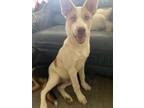 Adopt Hansel a White Australian Shepherd / Husky / Mixed dog in Fresno