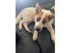 Adopt Husk a White Australian Shepherd / Husky / Mixed dog in Fresno