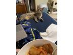 Adopt Tofu a Brown Tabby Tabby / Mixed (medium coat) cat in Dayton