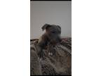 Adopt Mila a Gray/Silver/Salt & Pepper - with White American Pit Bull Terrier