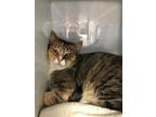 Adopt Odessa a Orange or Red Domestic Shorthair / Domestic Shorthair / Mixed cat