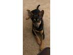 Adopt Milo a Black - with Tan, Yellow or Fawn Miniature Pinscher / Mixed dog in