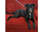 Adopt Honesty a Black German Shepherd Dog / Mixed dog in Franklinton