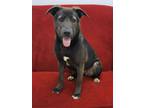 Adopt Loyalty a Black German Shepherd Dog / Mixed dog in Franklinton