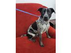 Adopt Jet a Black Pointer / Mixed dog in Franklinton, LA (41282710)