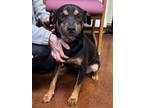 Adopt Duke a Black Mixed Breed (Large) / Mixed dog in Monroe, WI (41315724)