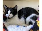Adopt Bonnet a All Black Domestic Shorthair / Domestic Shorthair / Mixed cat in