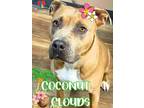 Adopt Coconut Clouds a Brown/Chocolate American Pit Bull Terrier / Mixed dog in