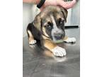 Adopt 55799347 a Black American Pit Bull Terrier / Mixed Breed (Medium) / Mixed