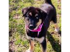 Adopt Dan a Black Shepherd (Unknown Type) / Mixed dog in Waco, TX (40646786)