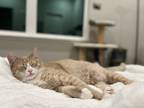 Adopt Ginkgo a Tan or Fawn Tabby American Shorthair / Mixed (short coat) cat in