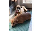 Adopt Mocha and Caramel (bonded pair) a Mixed Breed (Medium) / Mixed dog in