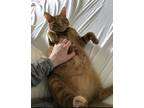 Adopt Foxy a Orange or Red Tabby Tabby / Mixed (short coat) cat in Celina