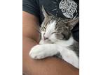 Adopt ender a White (Mostly) Domestic Shorthair / Mixed (medium coat) cat in