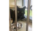 Adopt Reign a All Black Domestic Shorthair / Domestic Shorthair / Mixed cat in