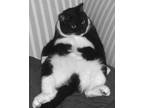 Adopt Annie + (my bestie Binky) a Black & White or Tuxedo Domestic Shorthair /