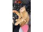 Adopt Raji a Orange or Red Tabby / Mixed (medium coat) cat in Corvallis