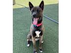 Adopt Willow a Black - with White Shepherd (Unknown Type) / Mixed dog in
