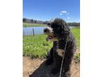 Adopt Diego a Black - with White Portuguese Water Dog / Mixed dog in Napa
