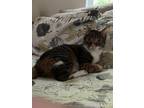 Adopt Pie a Spotted Tabby/Leopard Spotted Domestic Shorthair / Mixed (short