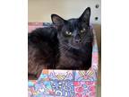 Adopt Milky a All Black Domestic Shorthair / Domestic Shorthair / Mixed cat in