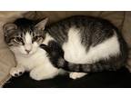 Adopt Adrien a White Domestic Shorthair / Mixed Breed (Medium) / Mixed (short