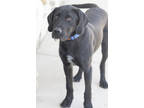 Adopt Asher a Black Schnauzer (Giant) / Labrador Retriever / Mixed (short coat)