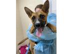 Adopt Avalon a Brown/Chocolate Shepherd (Unknown Type) / Mixed dog in San
