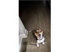 Adopt Spencer a Brown/Chocolate - with White Foxhound / Beagle / Mixed dog in