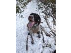 Adopt Riley a White - with Brown or Chocolate German Wirehaired Pointer / German