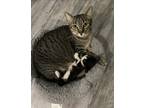 Adopt Kitty a Brown Tabby American Shorthair / Mixed (short coat) cat in