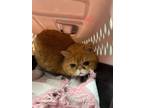 Adopt Iago a Orange or Red Exotic (short coat) cat in Joplin, MO (41315076)