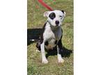 Adopt KEISHA a White American Pit Bull Terrier / Mixed dog in Clinton